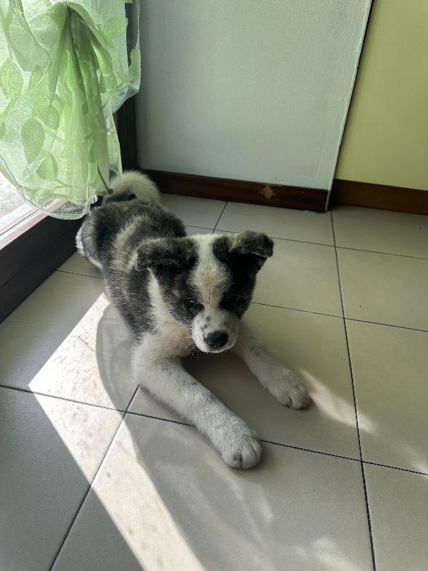 URGENTE cucciola di Akita